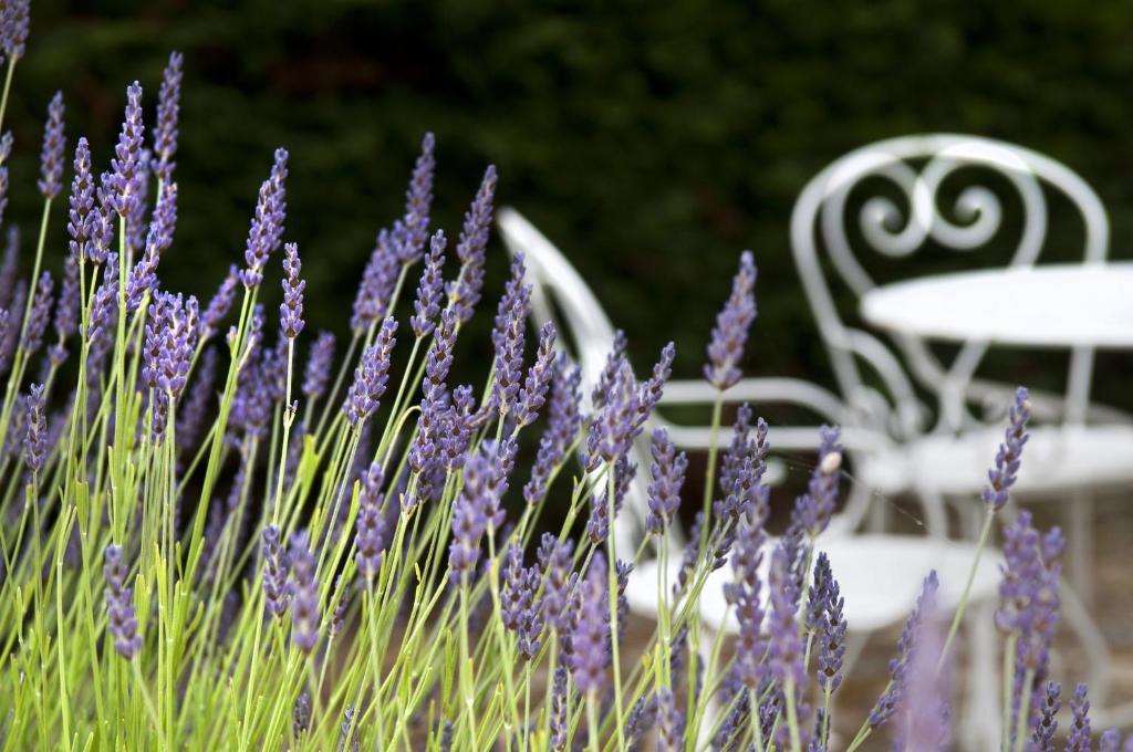 Arc En Ciel Oleron Hotel Saint-Trojan-les-Bains Ngoại thất bức ảnh